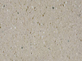 Corian Beige Fieldstone