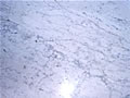 Marbre Blanc Carrara