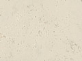 Quartz Silestone Vortium